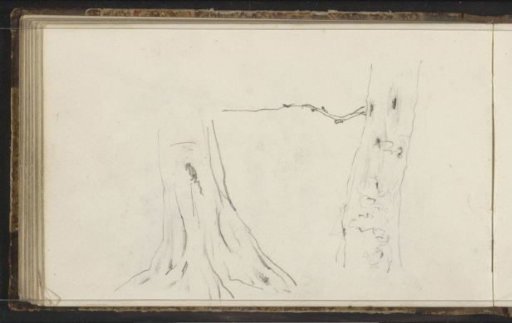 Tree stump and root