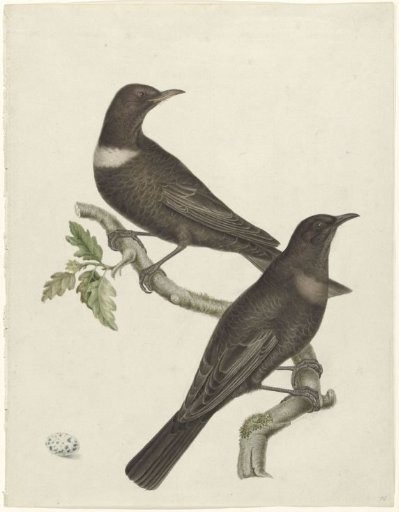 Two Ring Ouzels (Turdus torquatus) with an egg