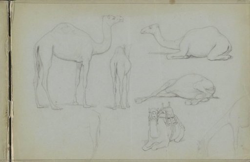 Standing, Sitting, and Reclining Dromedaries