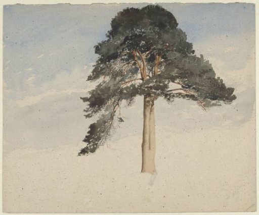 Scottish pine tree