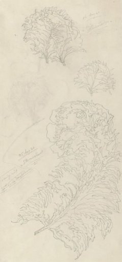 Design for earthenware decoration: ostrich feathers