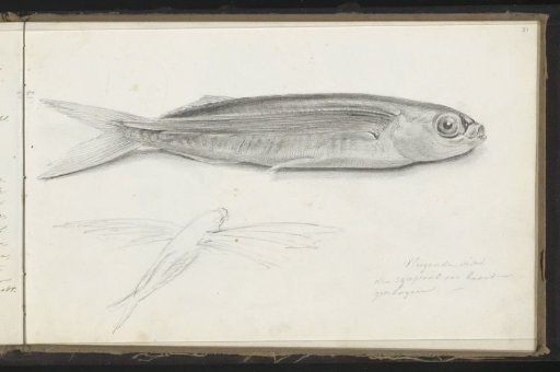 Flying Fish