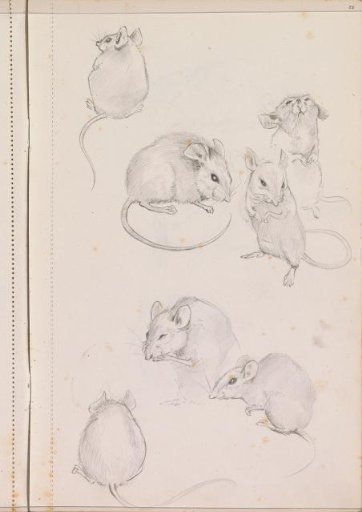 Mice