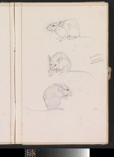 Mice