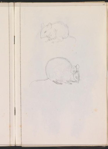Mice