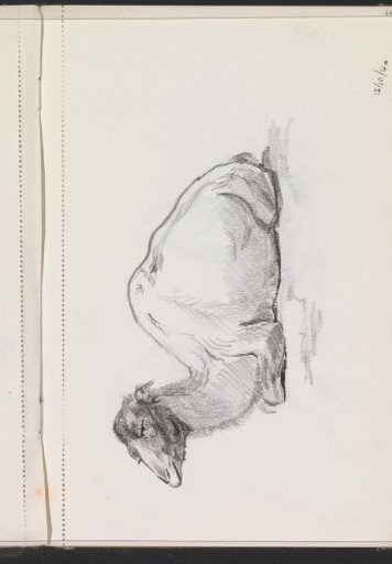 Reclining dromedary