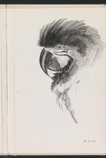 Head of a crested parrot