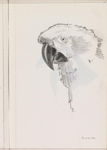 Head of a parrot