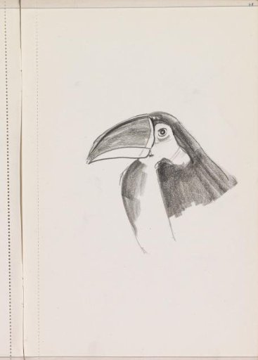 Head of a toucan