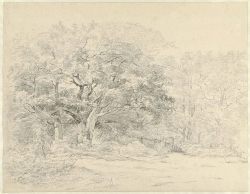 Forest view with an old oak