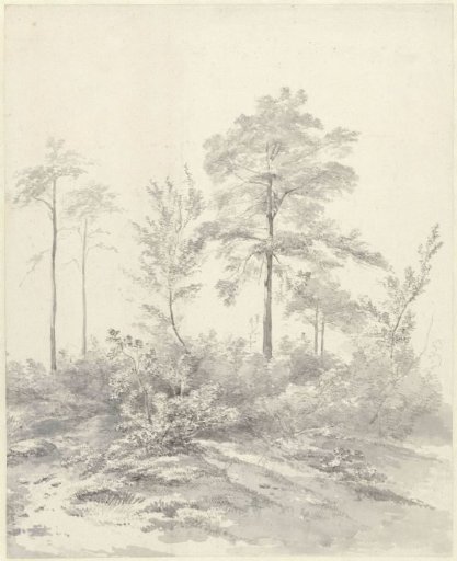 Tall trees among bushes