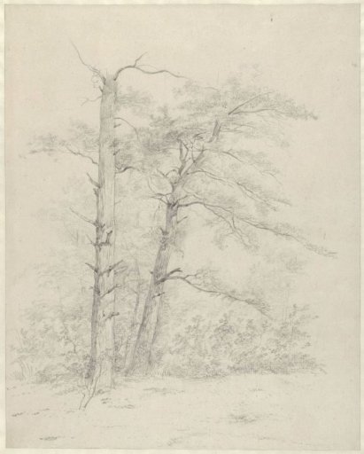 Two pine trees