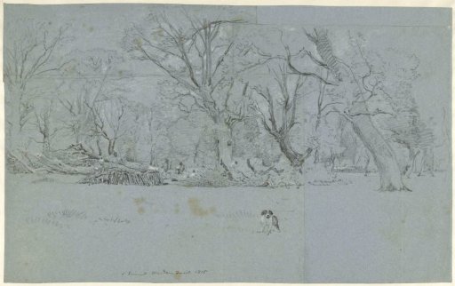 View in the woods at Windsor
