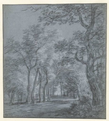 Clearing in the forest