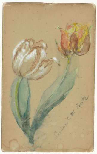 Two tulips