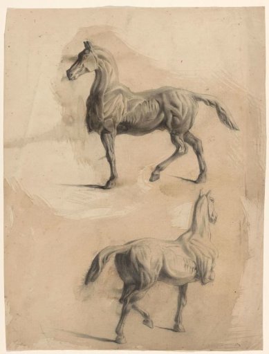 Two anatomical studies of a horse