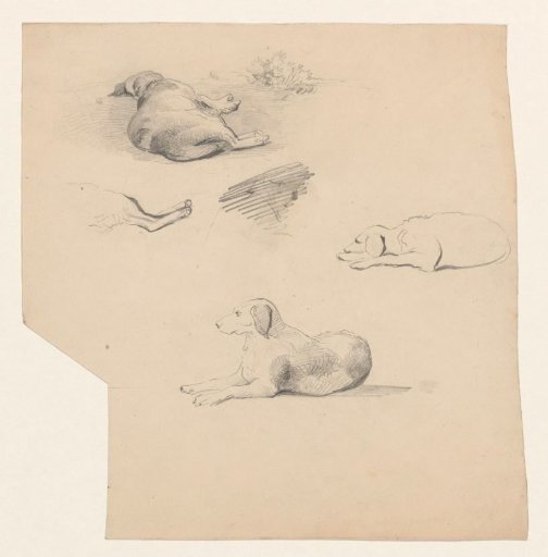 Studies of a lying dog
