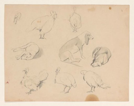 Studies of a dog and turkeys