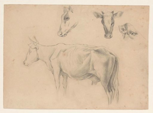 Studies of a cow