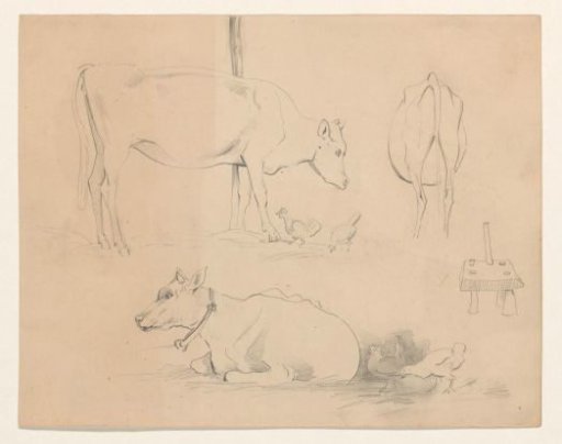 Studies of a calf