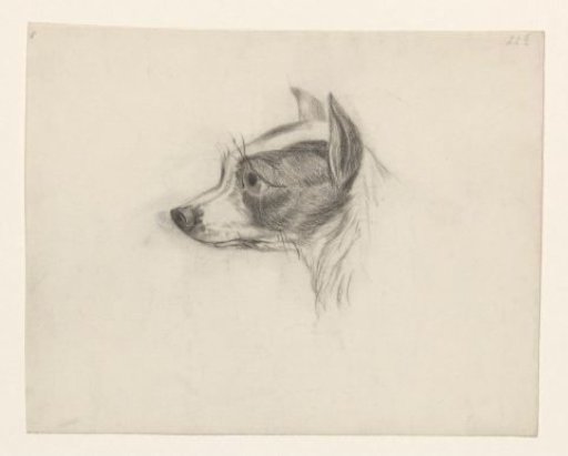 Head of a dog