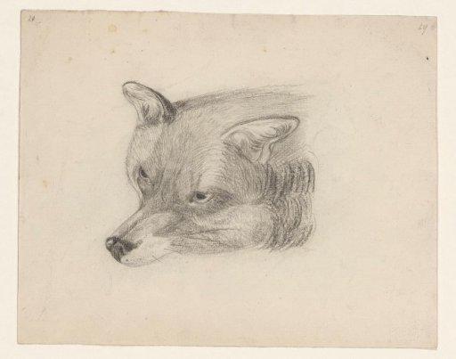 Head of a fox