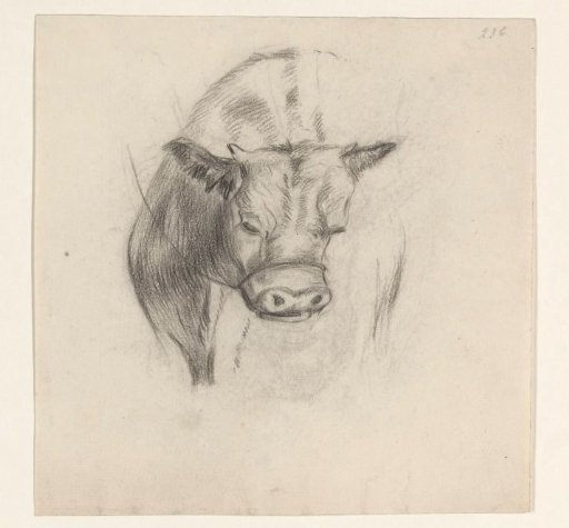 Cow, seen from the front