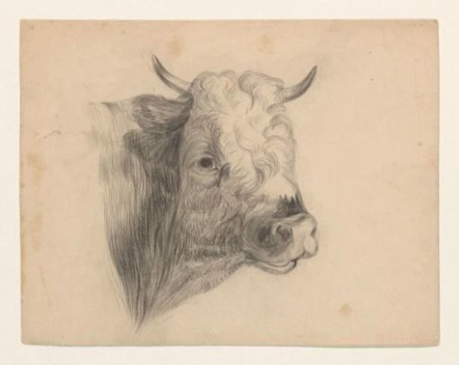 Head of an ox