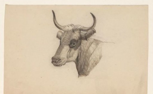 Head of a Cow, Facing Left