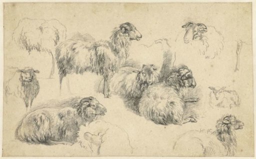 Study Sheet with Sheep