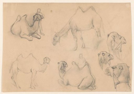 Studies of camels