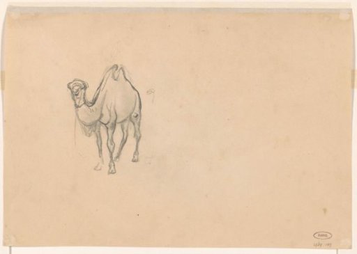 Study of a camel