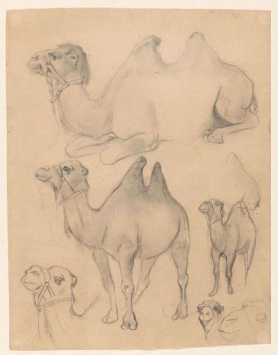Studies of camels