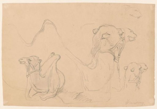 Studies of camels