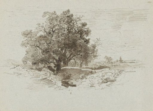 Group of oaks at Wolfheze