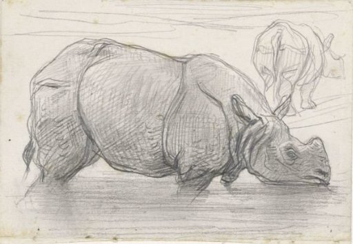 Rhinoceros in the water