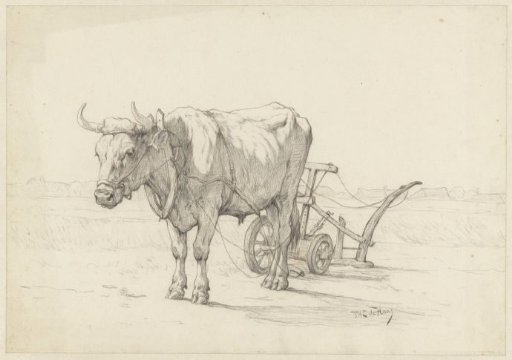 Ox before a plough