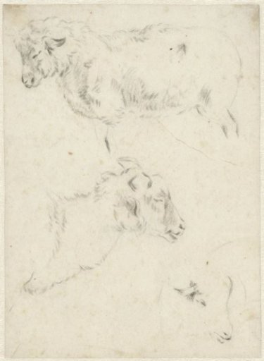 Three Studies of a Sheep