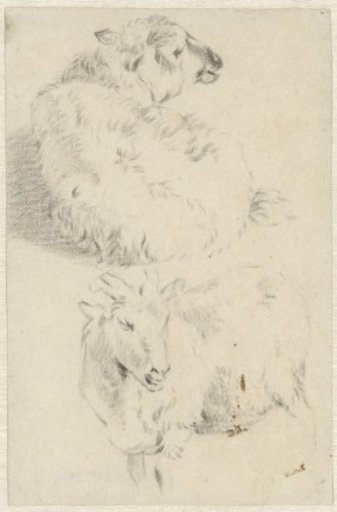 Two Studies of a Sheep