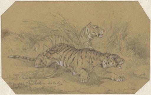 Two tigers creeping through the grass