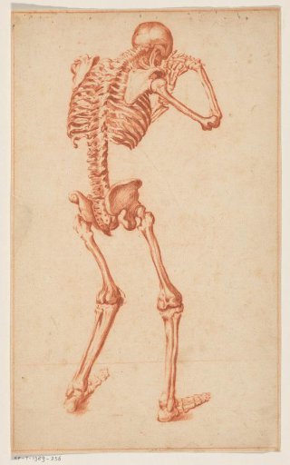 Skeleton