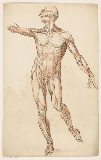 Muscles of the Human Body