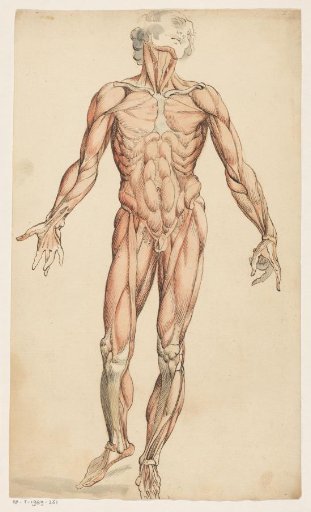 Muscles of the Human Body