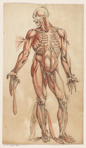 Muscles of the Human Body