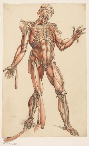 Muscles of the Human Body