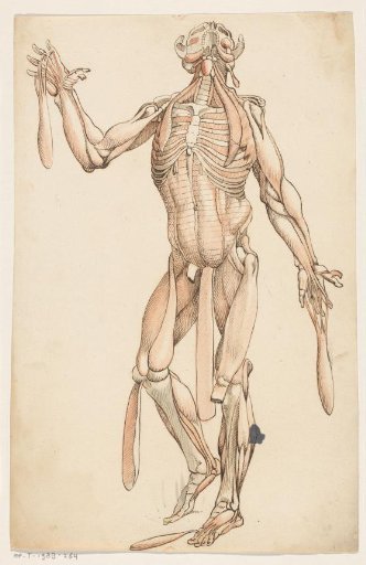 Muscles of the Human Body