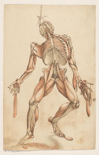 Muscles of the Human Body
