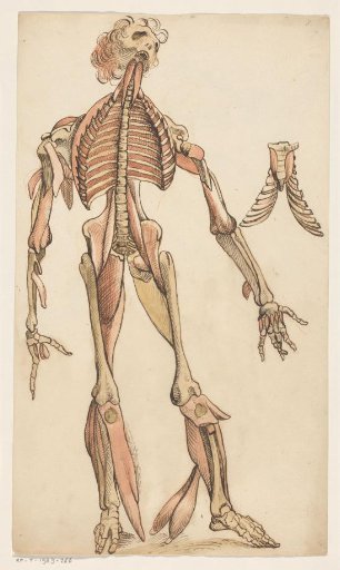 Muscles and Skeleton of the Human Body