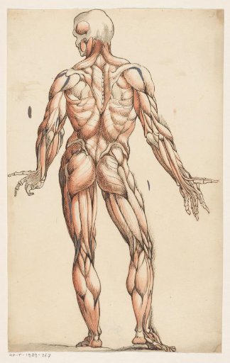 Muscles of the Human Body