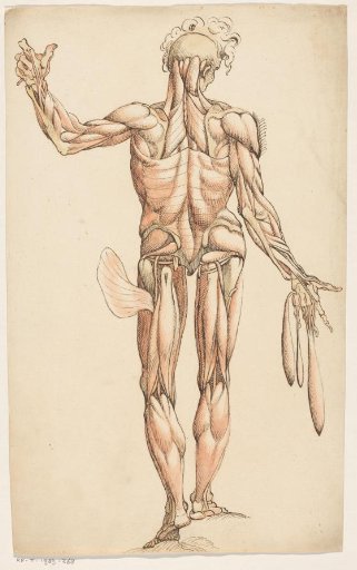 Muscles of the Human Body
